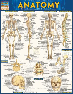 Anatomy (SKU 1043083583)