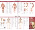 Illustrated Pocket Anatomy: Muscular and Skeletal Systems Study Guide