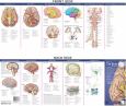 Illustrated Pocket Anatomy: Anatomy of the Brain Study Guide