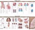 Illustrated Pocket Anatomy: Anatomy and Disorders of the Respiratory System Study Guide