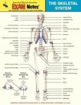Skeletal System: Anatomy Illustrated