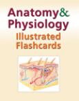 Anatomy and Physiology: Illustrated Flashcards