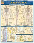 Anatomy Laminate Reference Chart
