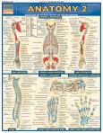 Anatomy Laminate Reference Chart II: Deep and Posterior Anatomy