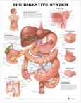 Digestive System. 20X26 Laminated Chart.