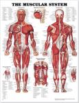 Muscular System. 20X26 Paper Chart.