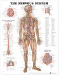 Nervous System. 20X26 Paper Chart.