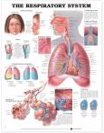 Respiratory System. 20X26 Laminated Chart.