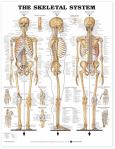 Skeletal System. 20X26 Laminated Chart.