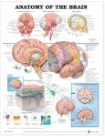 Anatomy of the Brain. 20X26 Paper Chart.