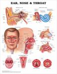 Ear, Nose and Throat. 20X26 Laminated Chart.