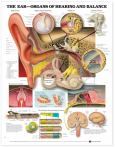 Ear: Organs of Hearing and Balance. 20X26 Laminated Chart.