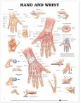 Hand and Wrist. 20X26 Laminated Chart.