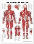 Muscular System. 20X26 Styrene Plastic Chart.