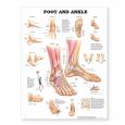 Foot and Ankle. 20X26 Styrene Plastic Chart.