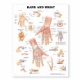 Hand and Wrist. 20X26 Styrene Plastic Chart.