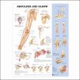 Shoulder and Elbow. 20X26 Laminated Chart.