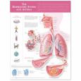 Respiratory System and Asthma. 20X26 Paper Chart.