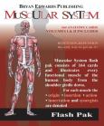 Flash Anatomy Muscular System. 2 Volume Set